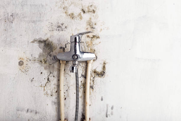 Best Fast Mold Removal  in Henrietta, TX