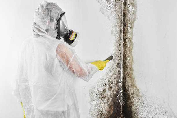 Best Mold Cleaning Services  in Henrietta, TX