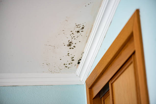 Best Emergency Mold Removal  in Henrietta, TX