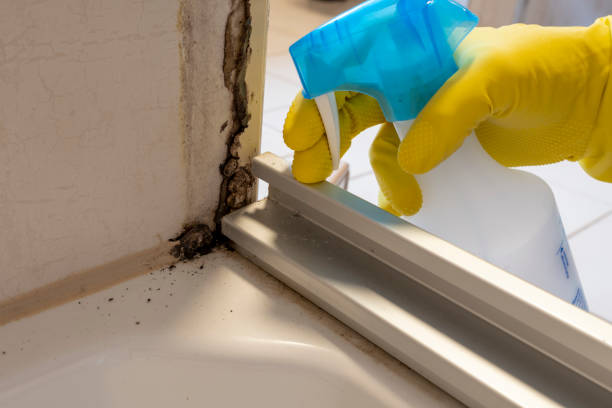 Attic Mold Removal in Henrietta, TX