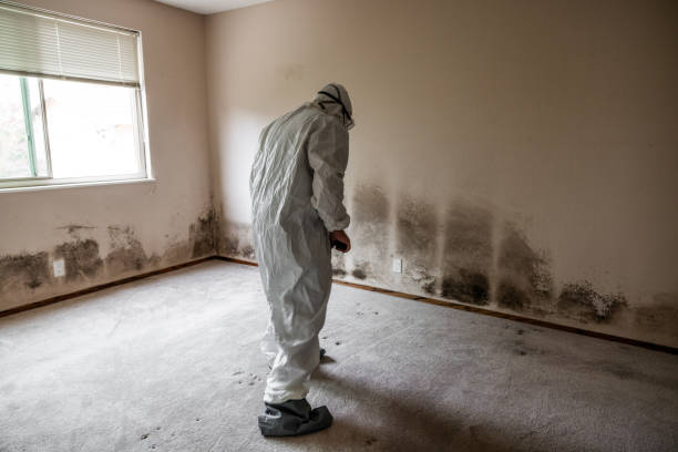 Best Affordable Mold Removal  in Henrietta, TX