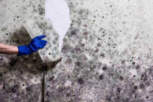 Best Attic Mold Removal  in Henrietta, TX