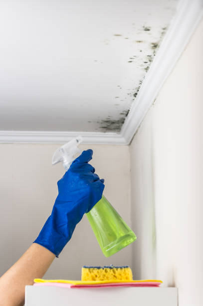 Best Home Mold Removal  in Henrietta, TX