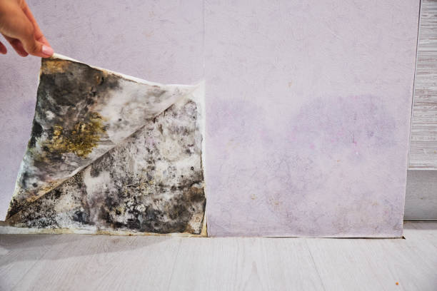 Best Best Mold Removal Companies  in Henrietta, TX